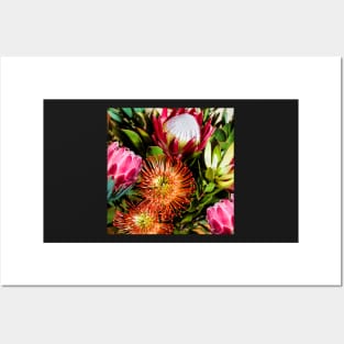 Colourful Protea Flowers in Loose Arrangement Posters and Art